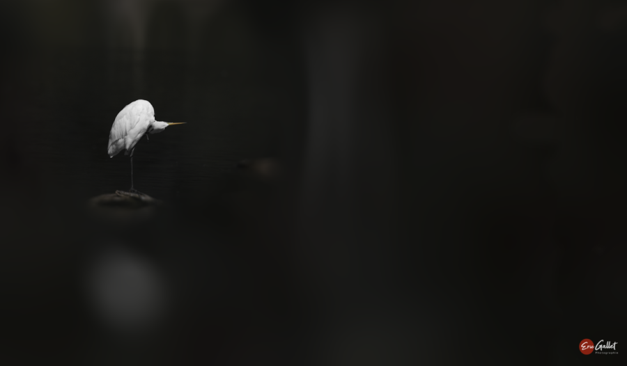 EG-003